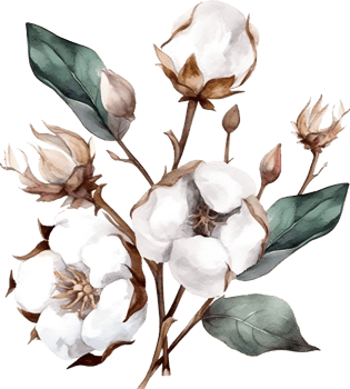 Vintage cotton Flower watercolor element png