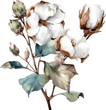 Vintage cotton Flower watercolor element png