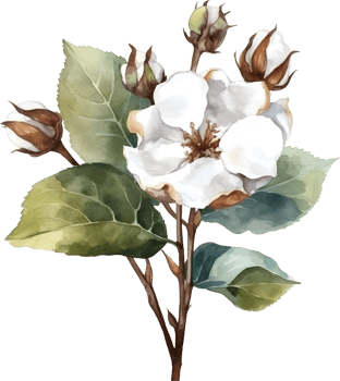 Vintage cotton Flower watercolor element png
