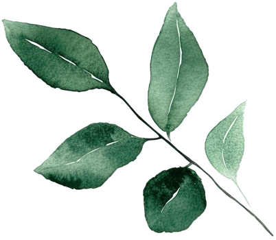 beautiful watercolor leaves png