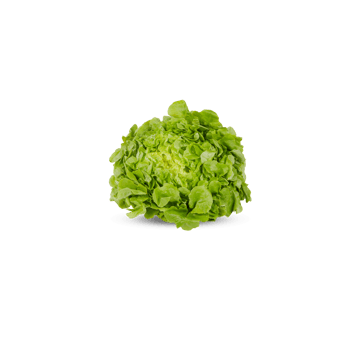 Fresh lettuce, green oak with cut out isolated on transparent background png
