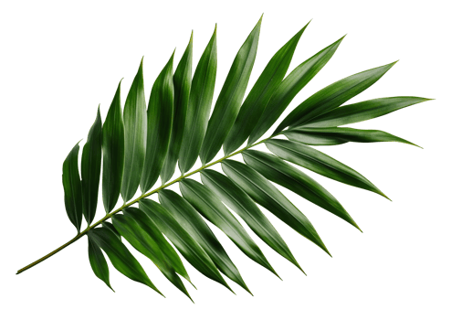 Beautiful and photorealistic palm leaf on transparent background. Close-up view. Part of plant. Cut out graphic design element as . . png