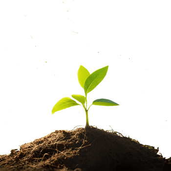 panorama small tree growing with sunrise. green world and earth day concept png