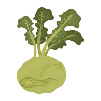 Round rough skinned green veg with radish leaves like leaves showcasing kohlrabi icon vector