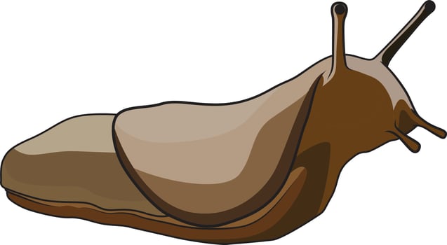 Slug mollusca gastropods vector image
