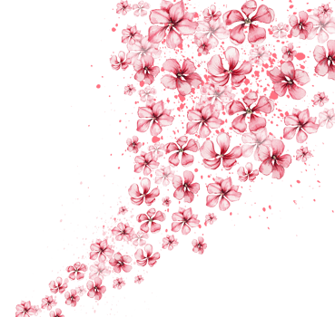 Delicate, pink sakura flowers. Horizontal board, watercolor illustration. For the design and decoration of postcards, posters, stickers, wallpapers, banners, souvenirs. png