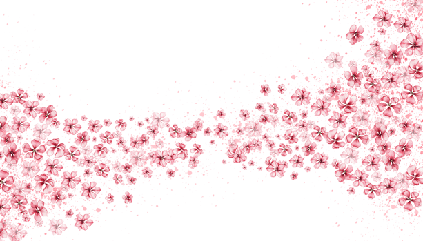 Delicate, pink sakura flowers. Horizontal board, watercolor illustration. For the design and decoration of postcards, posters, stickers, wallpapers, banners, souvenirs. png