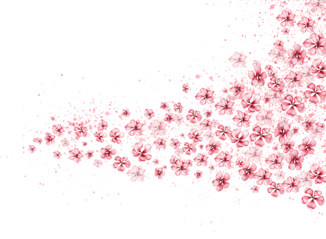 Delicate, pink sakura flowers. Horizontal board, watercolor illustration. For the design and decoration of postcards, posters, stickers, wallpapers, banners, souvenirs. png