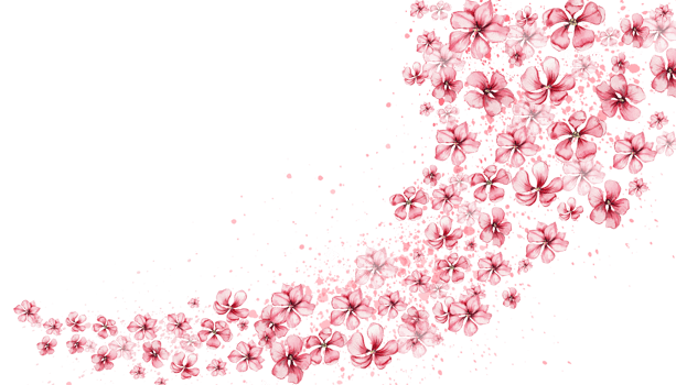 Delicate, pink sakura flowers. Horizontal board, watercolor illustration. For the design and decoration of postcards, posters, stickers, wallpapers, banners, souvenirs. png