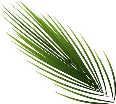Green Spiky Leaves On White Background. vector