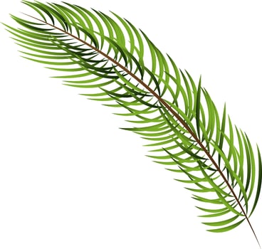 Isolated Fir Leaves Branch On White Background. vector