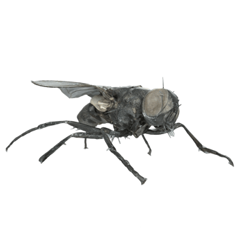 fly isolated on transparent background png