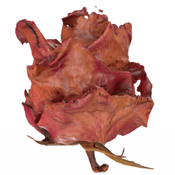dried red rose isolated on transparent png