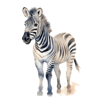 Watercolor little zebra isolated on transparent background. png
