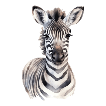Watercolor little zebra isolated on transparent background. png