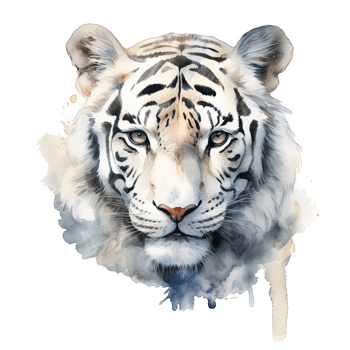 Watercolor white tiger animal isolated on transparent background. png