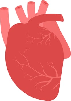 Flat Human Heart Structure Icon In Red Color. vector