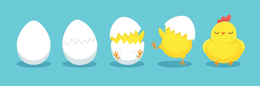 Chicken hatching. Cracked chick egg, hatch eggs and hatched easter chicks cartoon vector illustration