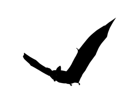 Silhouette of the Flying Fox or Bat for Art Illustration, Icon, Symbol, Pictogram, Logo, Website, or Graphic Design Element. Vector Illustration