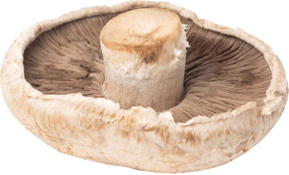 portobello mushroom cut out on transparent background. png