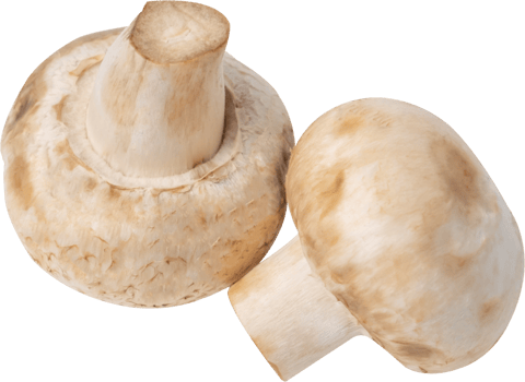 cremini mushroom cut out on transparent background. png