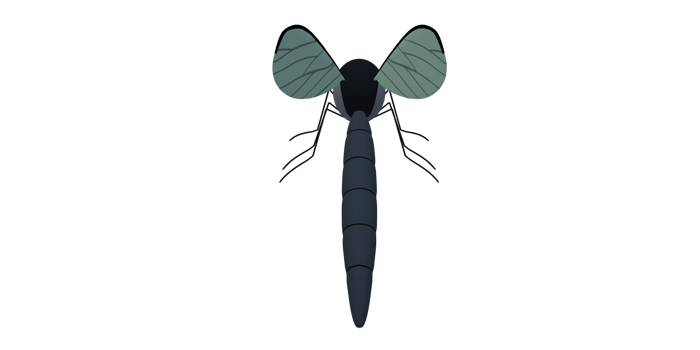 Mosquito isolated on a Transparent Background png