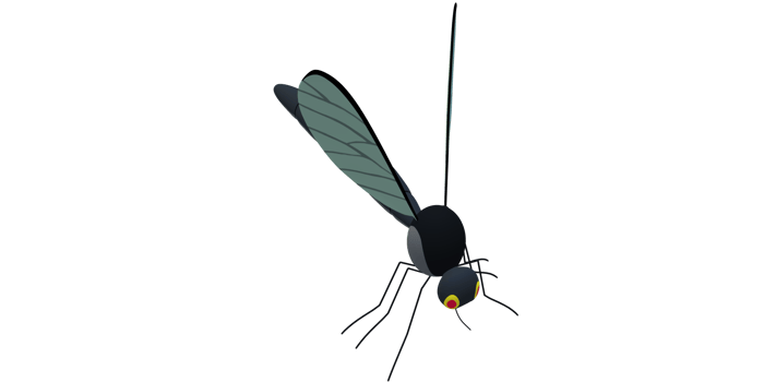 Mosquito isolated on a Transparent Background png