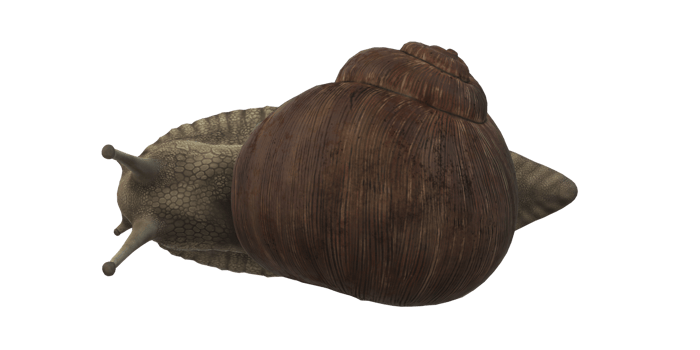 Snail isolated on a Transparent Background png
