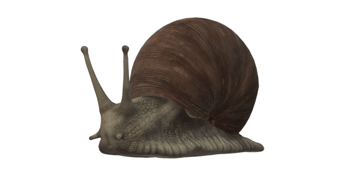 Snail isolated on a Transparent Background png