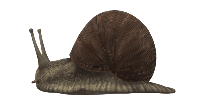 Snail isolated on a Transparent Background png