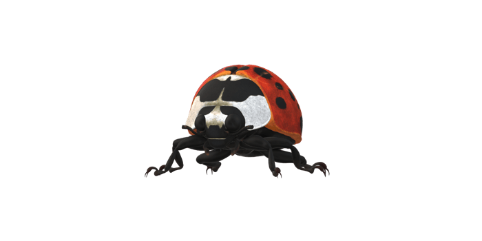 Ladybug isolated on a Transparent Background png