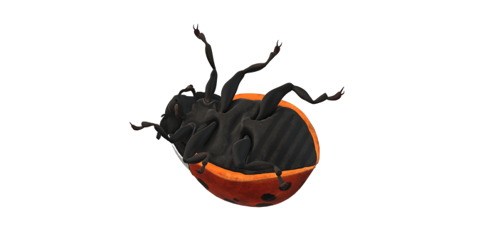 Ladybug isolated on a Transparent Background png