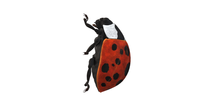 Ladybug isolated on a Transparent Background png