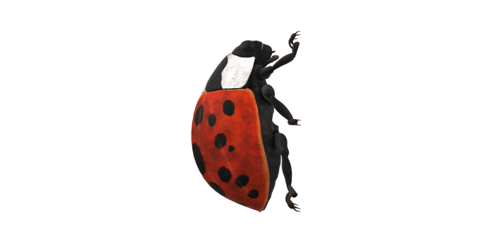 Ladybug isolated on a Transparent Background png