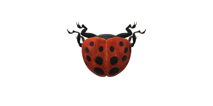 Ladybug isolated on a Transparent Background png