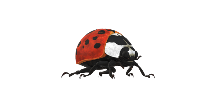 Ladybug isolated on a Transparent Background png