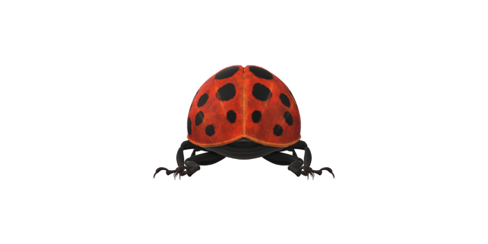 Ladybug isolated on a Transparent Background png