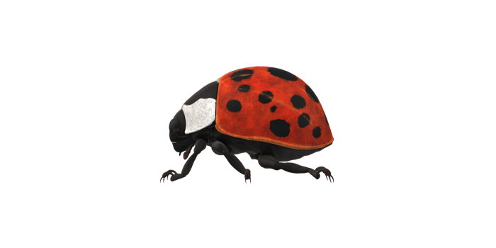 Ladybug isolated on a Transparent Background png