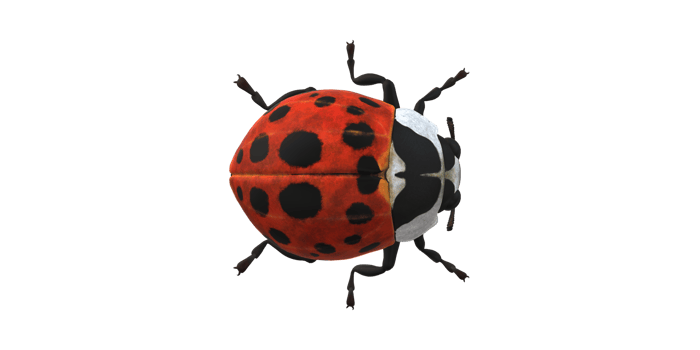 Ladybug isolated on a Transparent Background png