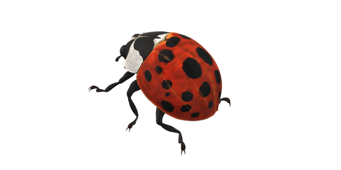 Ladybug isolated on a Transparent Background png