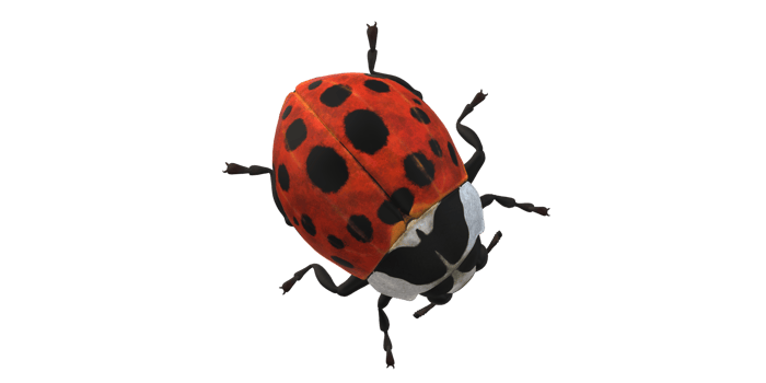 Ladybug isolated on a Transparent Background png