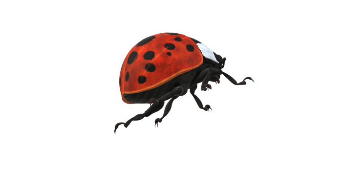 Ladybug isolated on a Transparent Background png