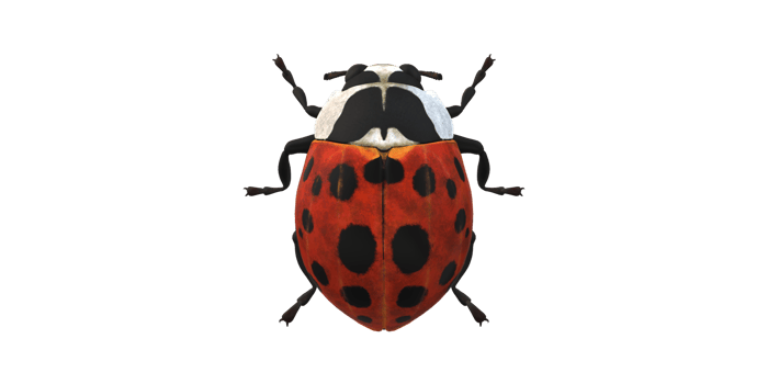 Ladybug isolated on a Transparent Background png