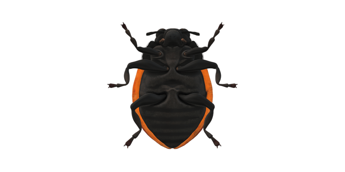 Ladybug isolated on a Transparent Background png