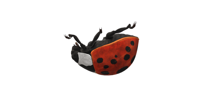 Ladybug isolated on a Transparent Background png