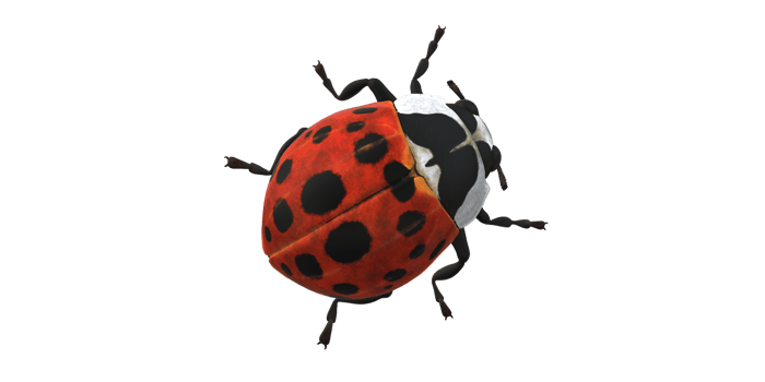 Ladybug isolated on a Transparent Background png