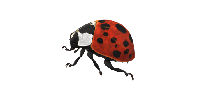 Ladybug isolated on a Transparent Background png
