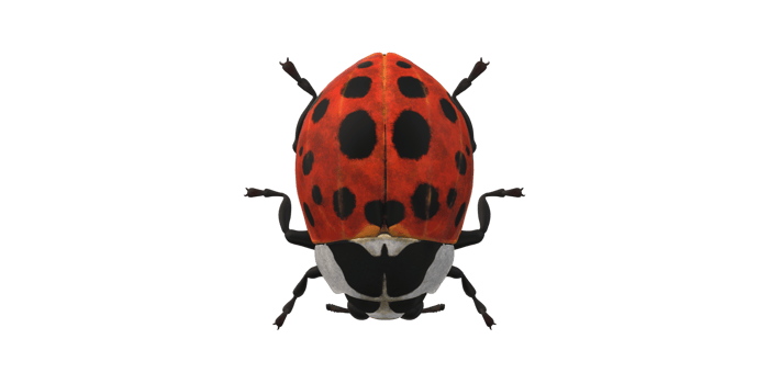 Ladybug isolated on a Transparent Background png