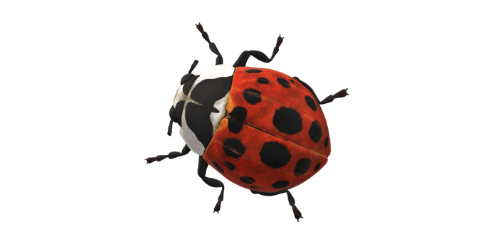 Ladybug isolated on a Transparent Background png