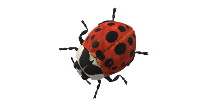 Ladybug isolated on a Transparent Background png